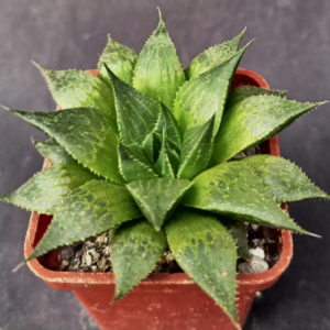 Haworthia serrata, ex.SH X Haworthia emelyae v. comptoniana GM 266, ex. AL (2)