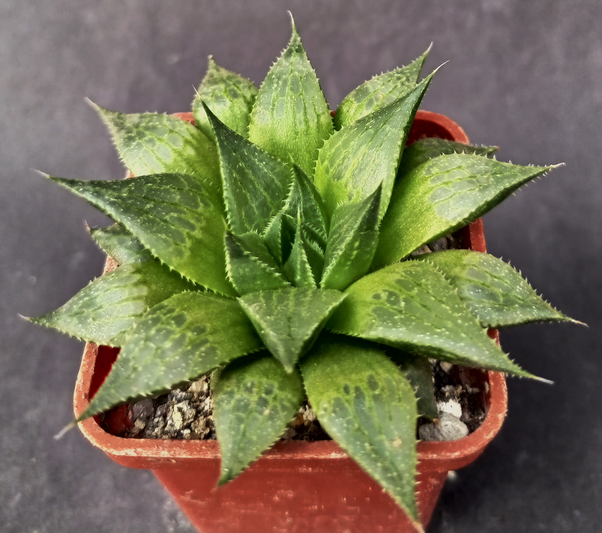 Haworthia serrata, ex.SH X Haworthia emelyae v. comptoniana GM 266, ex. AL (2)