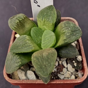 Haworthia pygmaea f. crystallina