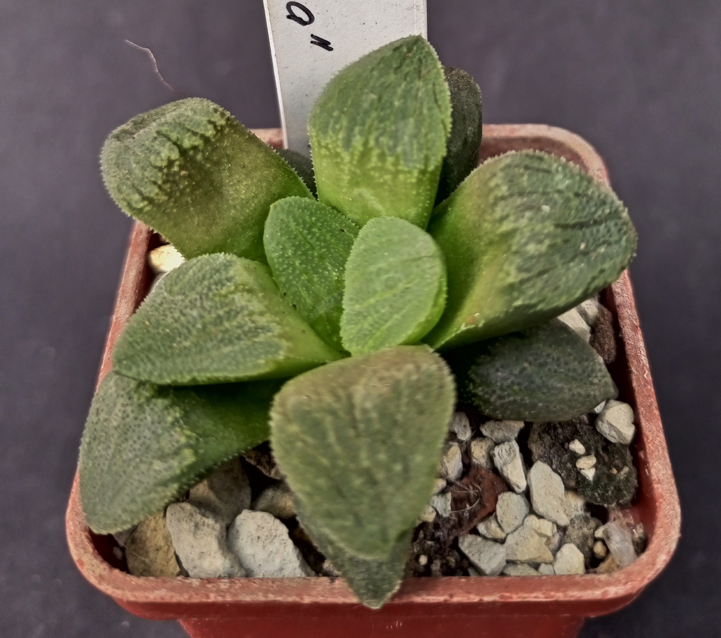 Haworthia pygmaea f. crystallina