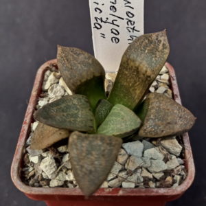 Haworthia emelyae "picta"