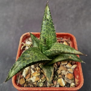 Haworthia tesselata