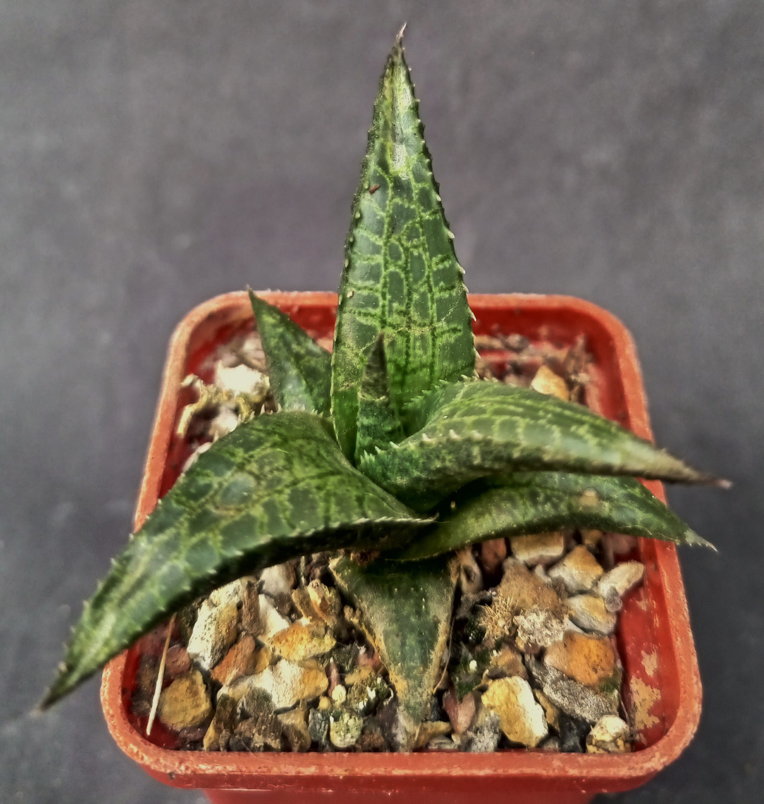 Haworthia tesselata