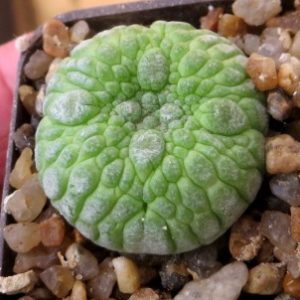 pseudolithos eylensis