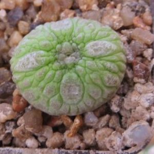 pseudolithos eylensis