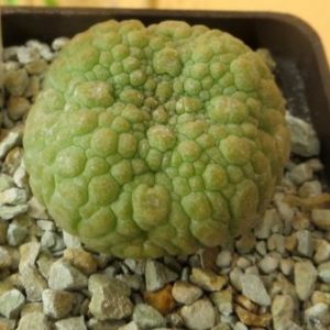 pseudolithos eylensis