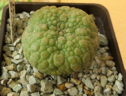 pseudolithos eylensis