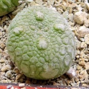 pseudolithos eylensis