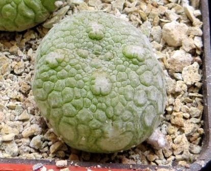 pseudolithos eylensis