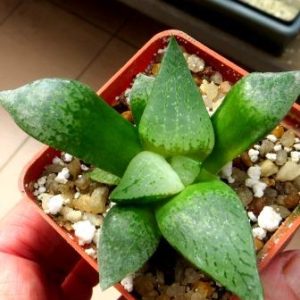 haworthia comptoniana akanko x haworthia comptoniana