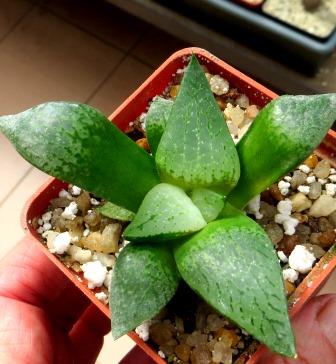 haworthia comptoniana akanko x haworthia comptoniana