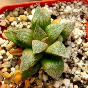 haworthia magnifica var. splendens hybrid