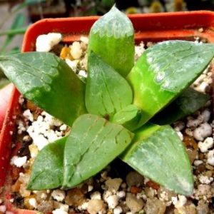 haworthia comptoniana akanko x haworthia comptoniana