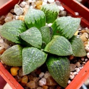 haworthia picta hybrid