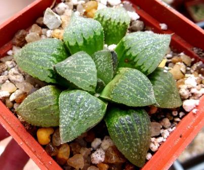 haworthia picta hybrid