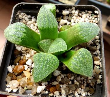 haworthia picta