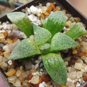 haworthia picta tricolor