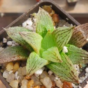 haworthia pandora x haworthia picta