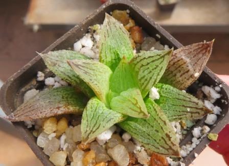 haworthia pandora x haworthia picta