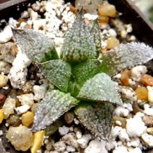 haworthia esterhuizenii  х haworthia bobii