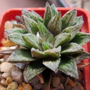 haworthia hybrid