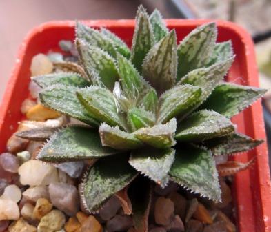 haworthia hybrid