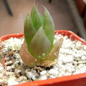 haworthia lukvoodii hybrid