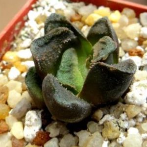 haworthia  hybrid
