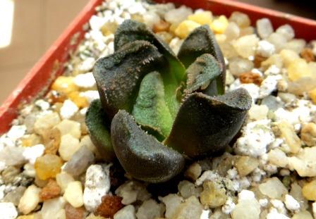 haworthia  hybrid
