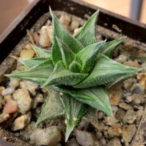 haworthia koteki nishiki variegata