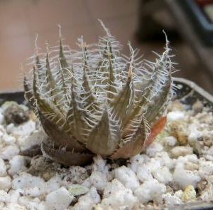 haworthia  arachnosdea scabrispina