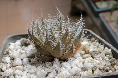 haworthia  arachnosdea scabrispina
