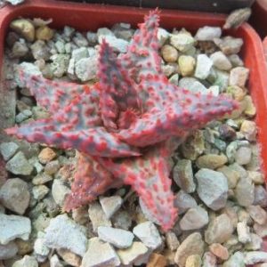 aloe hybrid