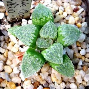 haworthia anna cocosa x haworthia esterhuizenii