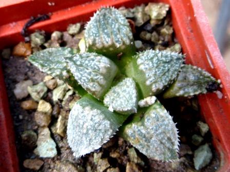 haworthia bobii  x picta