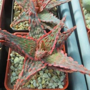aloe hybrid