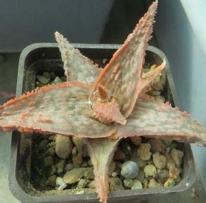 aloe hybrid