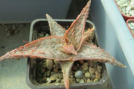 aloe hybrid