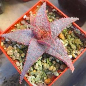 aloe hybrid
