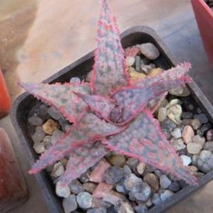 aloe hybrid