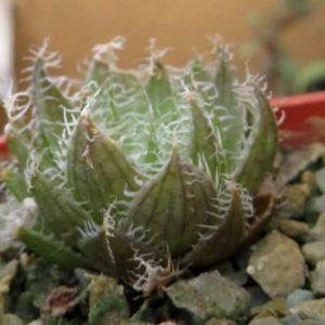 haworthia bolusii var blackbeardiana