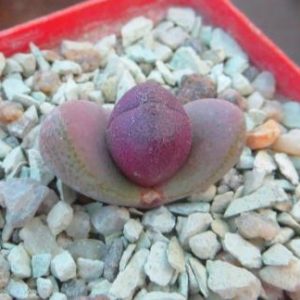 pleiospilos nelii royal flush