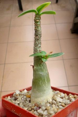 adenium arabicum desert night fork