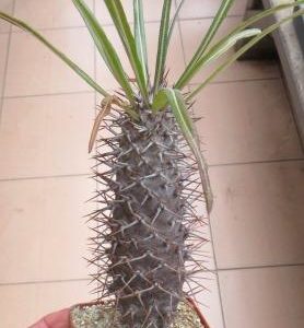 pachypodium geayi