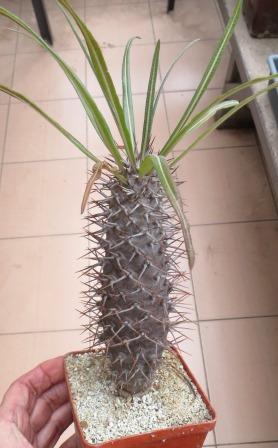 pachypodium geayi