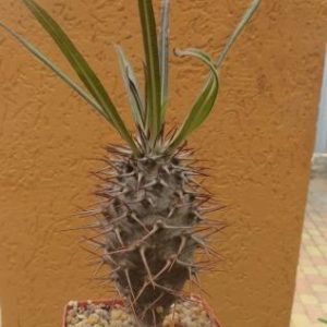 pachypodium geayi