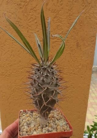 pachypodium geayi