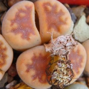 lithops karasmontana