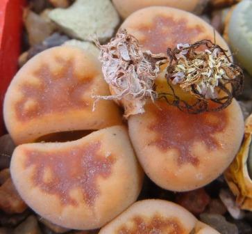 lithops karasmontana