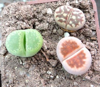 lithops mix